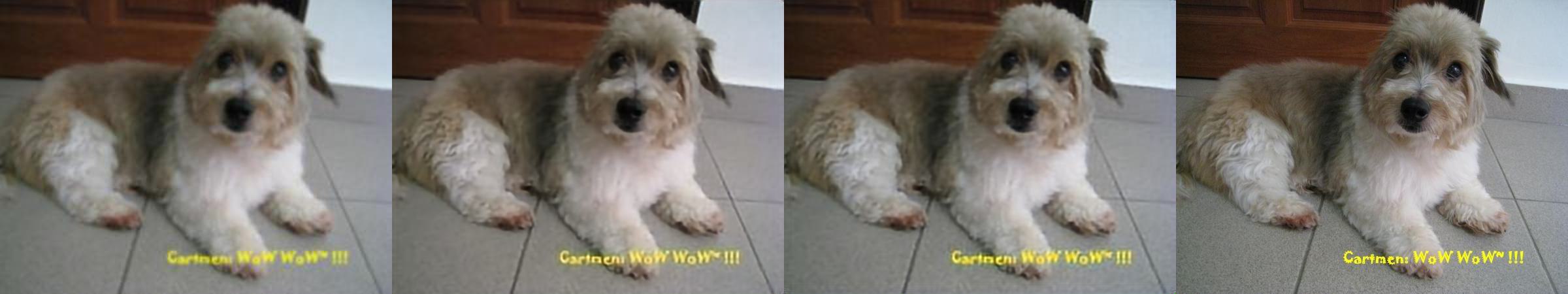 Dog super-resolution comparison