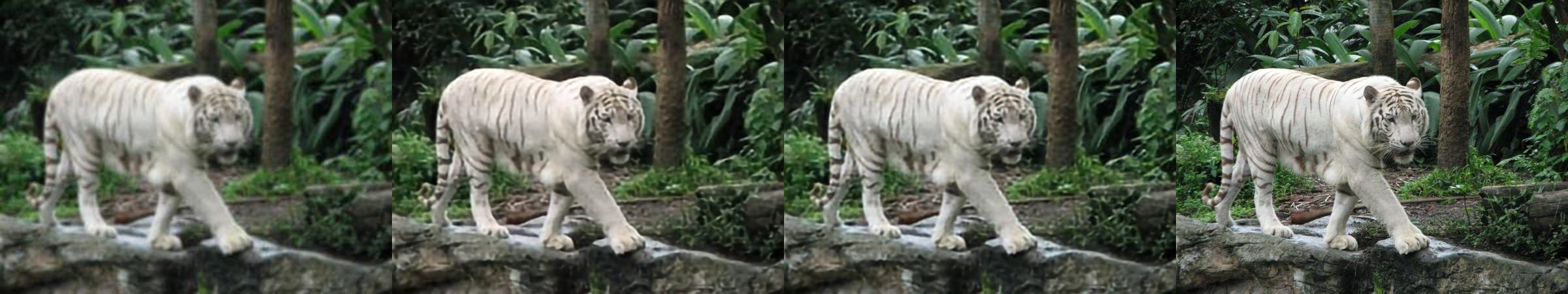 Tiger super-resolution comparison